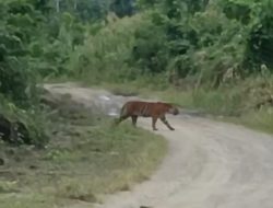 Harimau Liar Berkeliaran Sepekan di Sijudo — Warga Ketakutan, Pemerintah Belum Hadir, Keuchik: “Jangan Tunggu Ada Korban!