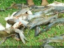 Terdampar! Ratusan Ikan di Kali Banyak yang Mati Akibat Keracunan
