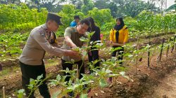 Panen Sayuran di Orange Urban Farming: Wujud Sinergi Wujudkan Ketahanan Pangan