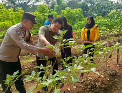 Panen Sayuran di Orange Urban Farming: Wujud Sinergi Wujudkan Ketahanan Pangan